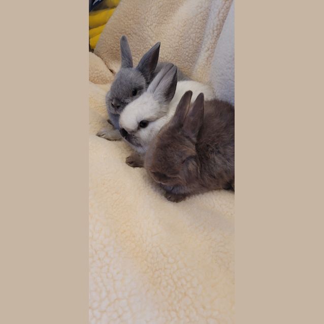 Photo of Jenny, Penny ( Grey Not Available)