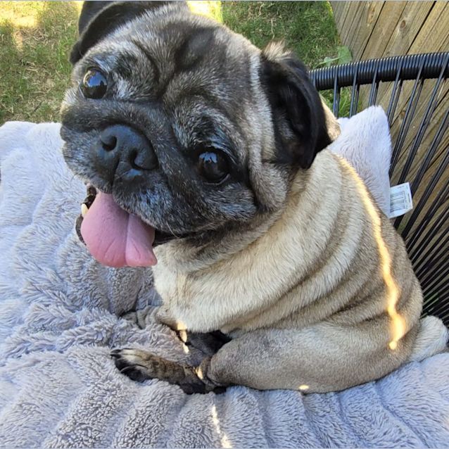 Photo of Eddie The Pug 💚
