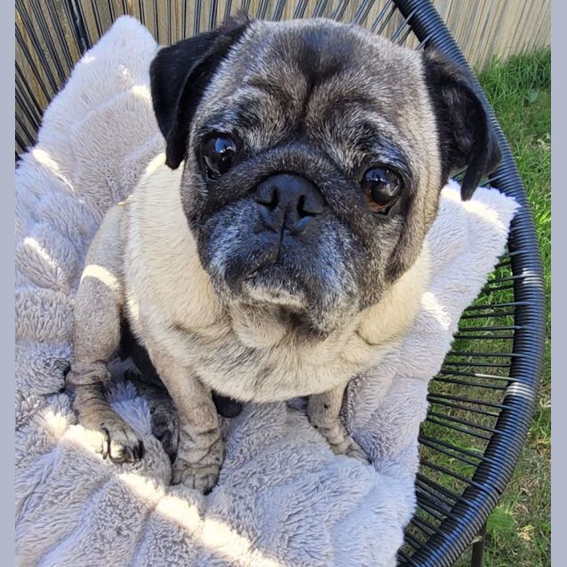 Photo of Eddie The Pug 💚