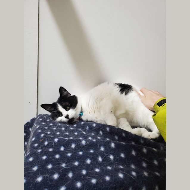 Photo of Panda