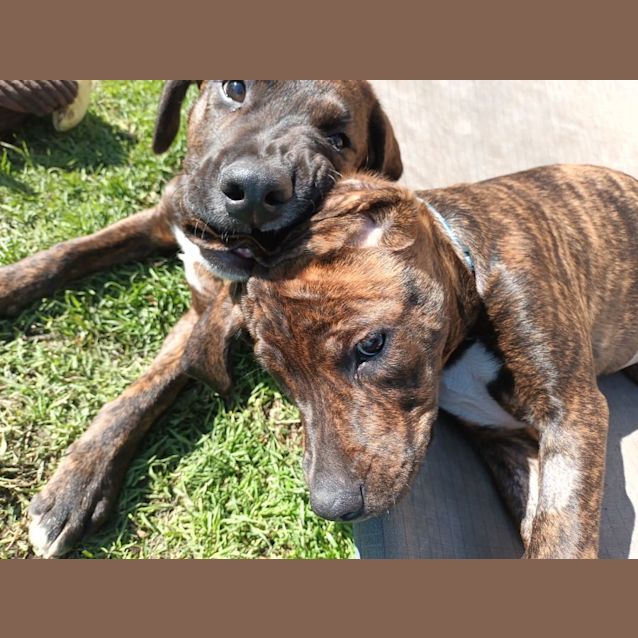 Photo of Ivy League Pups