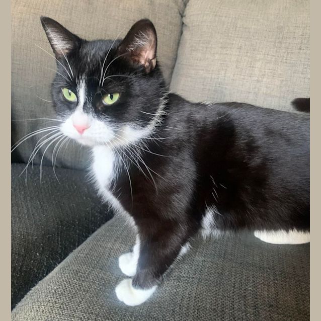Photo of Apollo