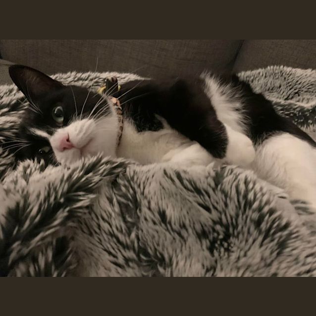 Photo of Apollo