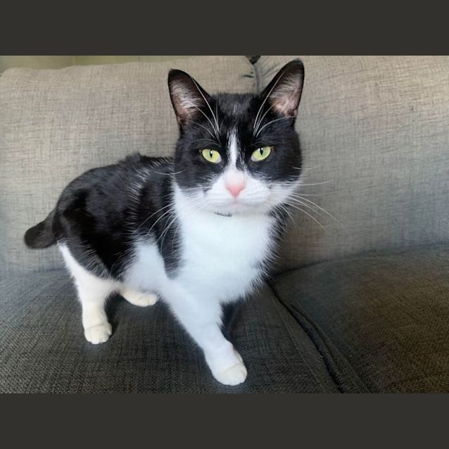 Photo of Apollo