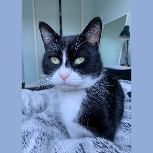 Photo of Apollo