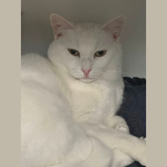 Photo of Cressy 🌸