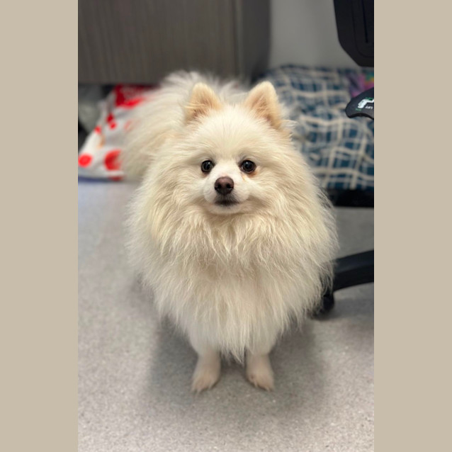 Photo of Humphrey 