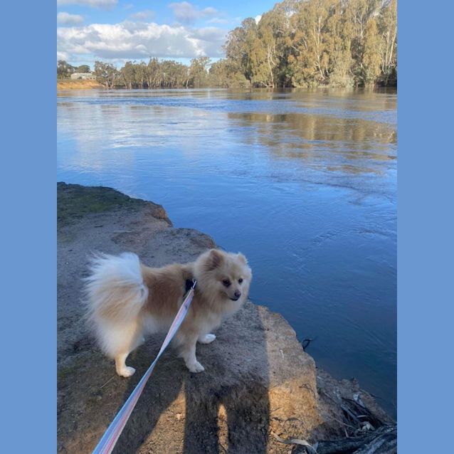 Photo of Coco   Located In Kew