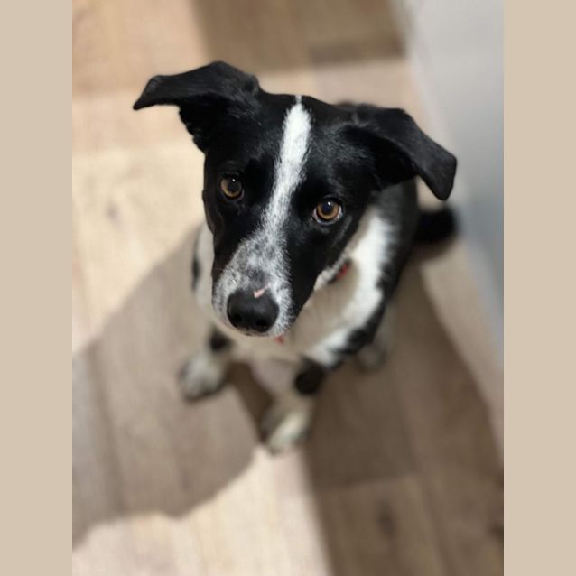 Photo of Bella