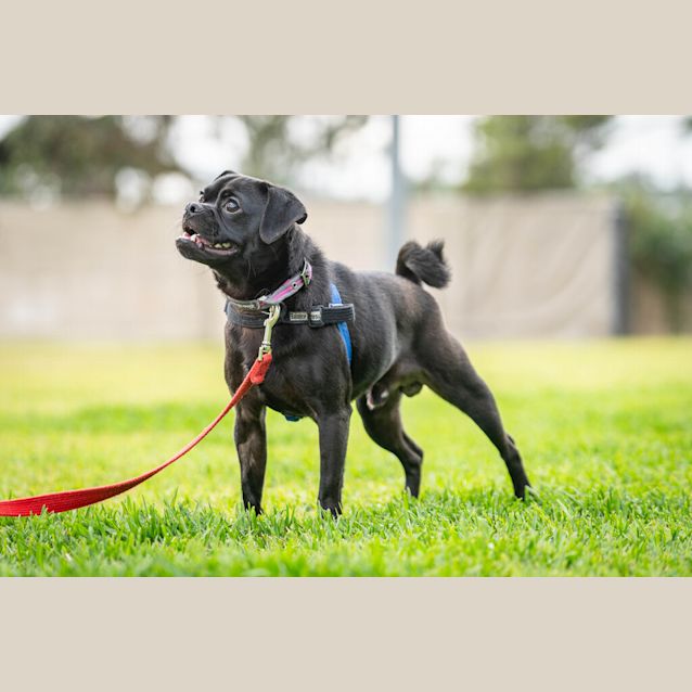 Photo of Pugsley