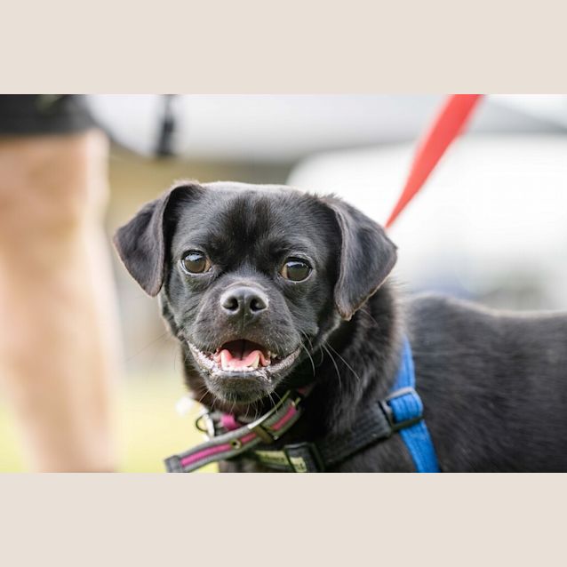 Photo of Pugsley