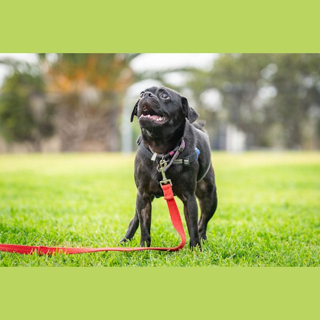 Photo of Pugsley