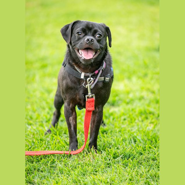 Photo of Pugsley