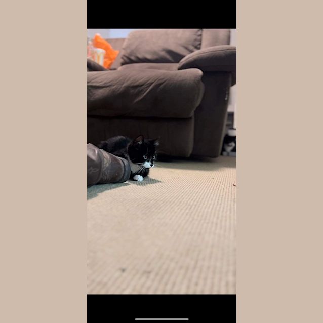 Photo of Huxley Meet Me At Hastings Petstock