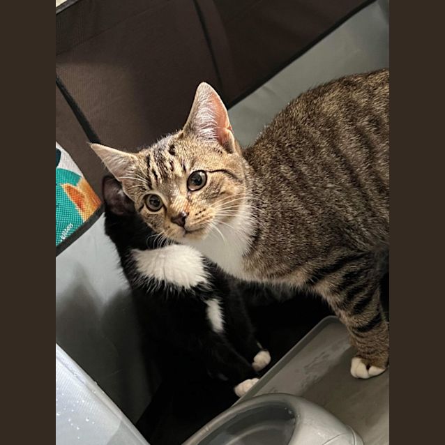 Photo of Kim Meet Me At Petstock Hastings