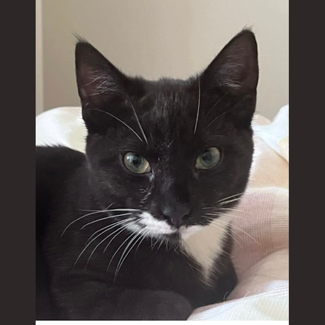 Photo of Ari ! Meet Me At Petstock Keysborough 28/9