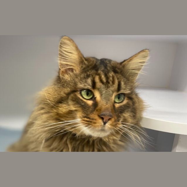 Photo of Django