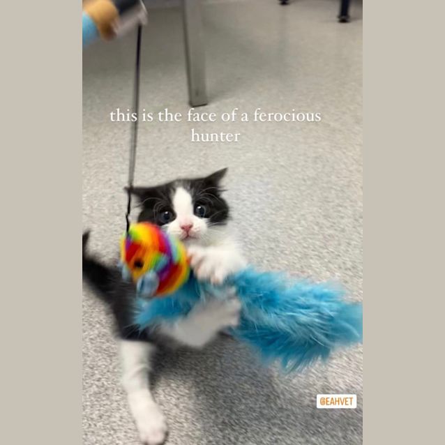 Photo of Little Miss Missy Moo