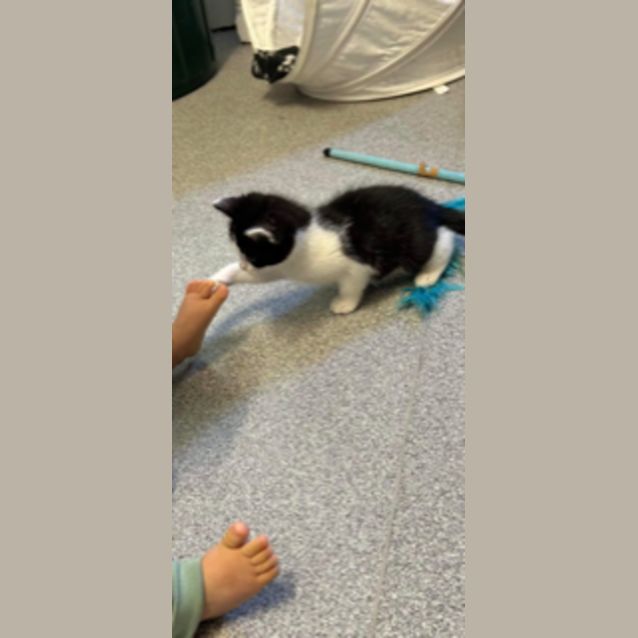 Photo of Little Miss Missy Moo