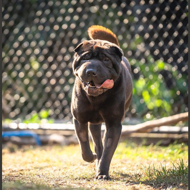 Photo of Hank