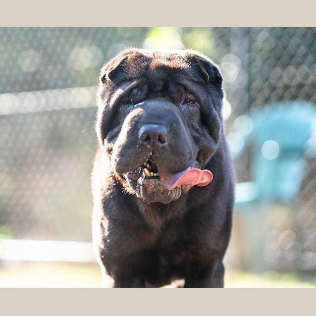 Photo of Hank