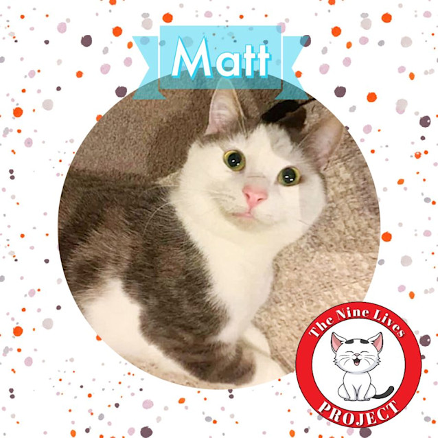 Photo of Matt *9 Lives Project Rescue*