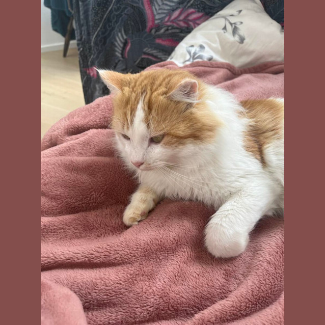 Photo of Hugo *9 Lives Project Rescue*