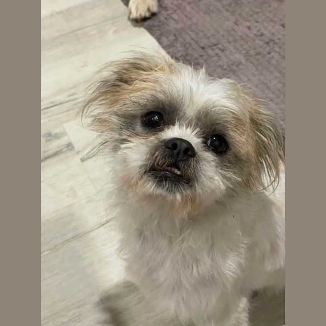 Photo of Milo
