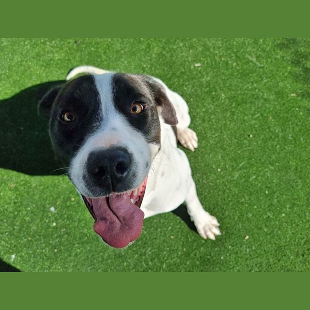 Photo of Piper Imp 1173