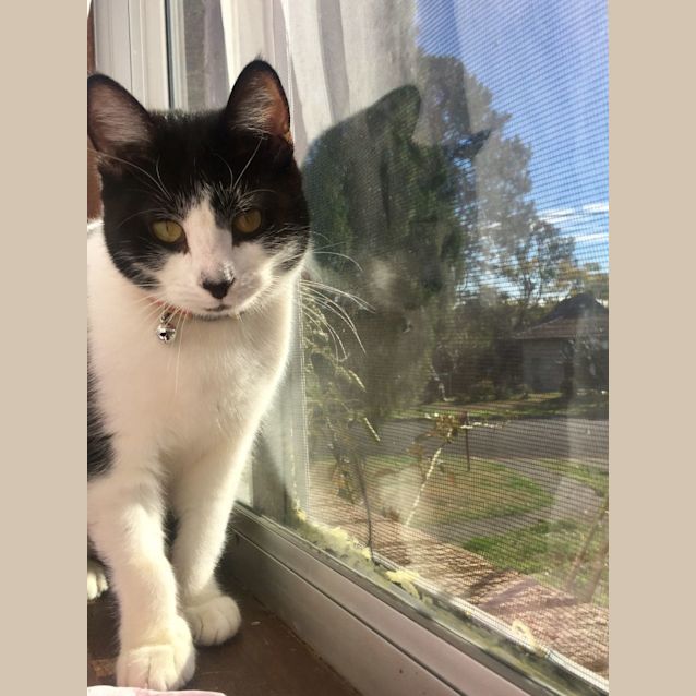 Photo of Sunset   9 Month Old Domestic Short Hair