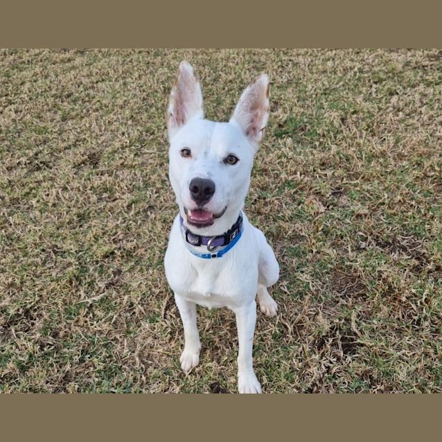 Photo of Bandit Imp 825