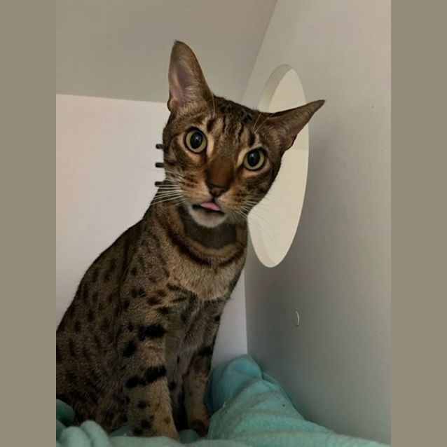 Photo of Simba