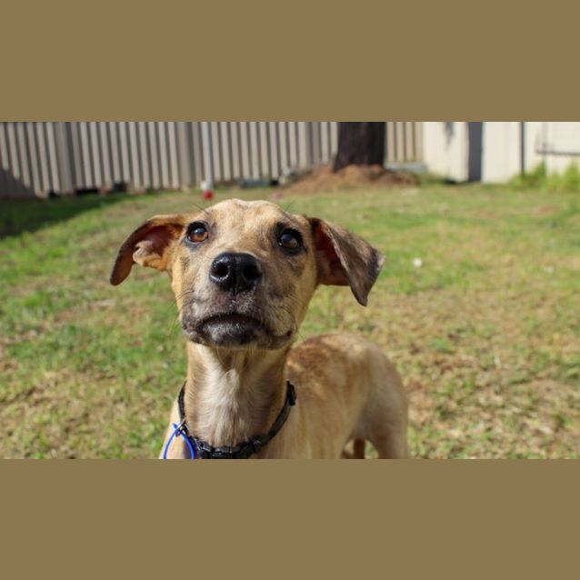 Photo of Rhodes   12 Week Old Mixed Breed (Trial 28/8/23)
