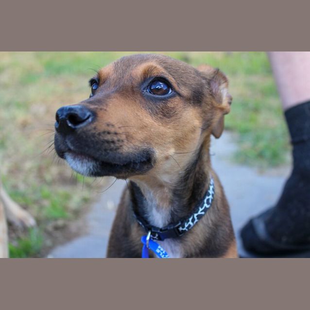 Photo of Ripley   12 Week Old Mixed Breed (Trial 1/9/23)