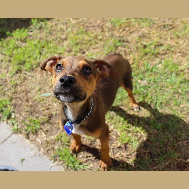 Photo of Ripley   12 Week Old Mixed Breed (Trial 1/9/23)