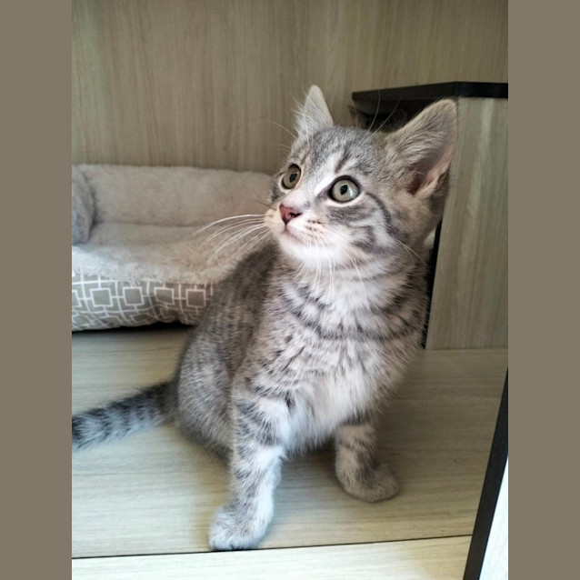 Photo of C1209 Reggie