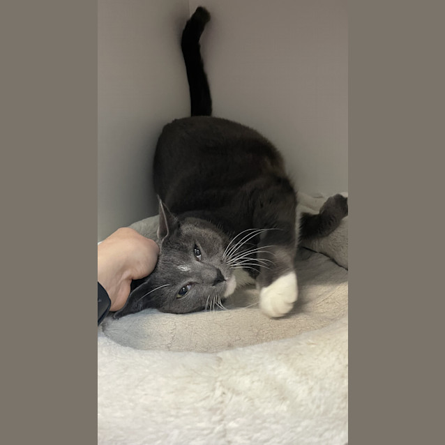 Photo of Gracie