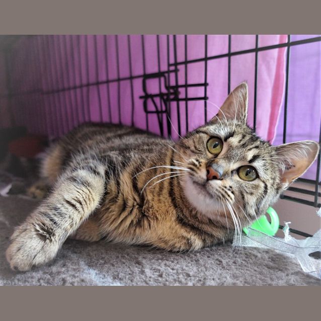 Photo of Ida (Stripy)