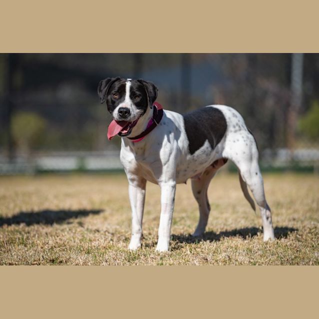 Photo of Piper Imp 1173