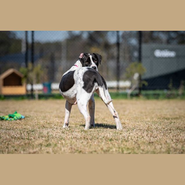 Photo of Piper Imp 1173