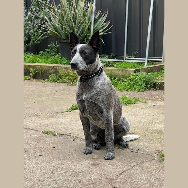 Photo of Keldog