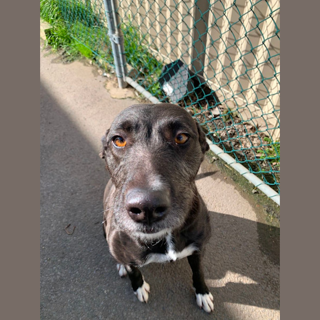 Photo of Shadow