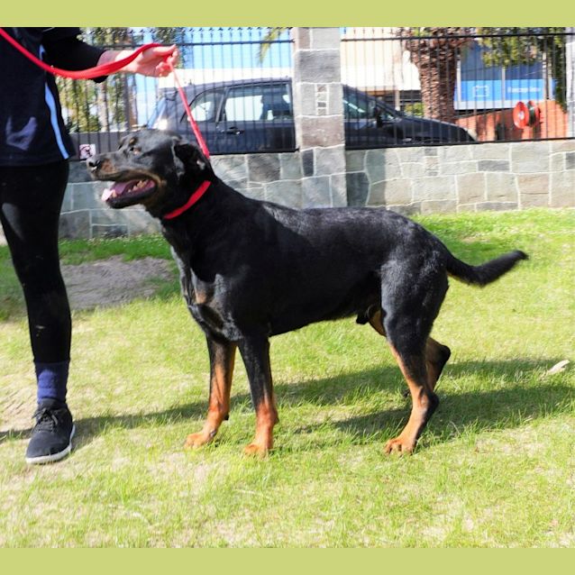 Photo of Ollie