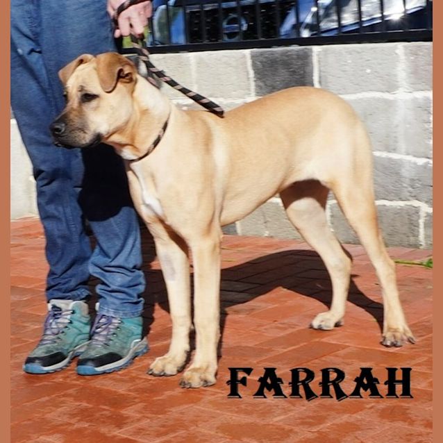 Photo of Farrah