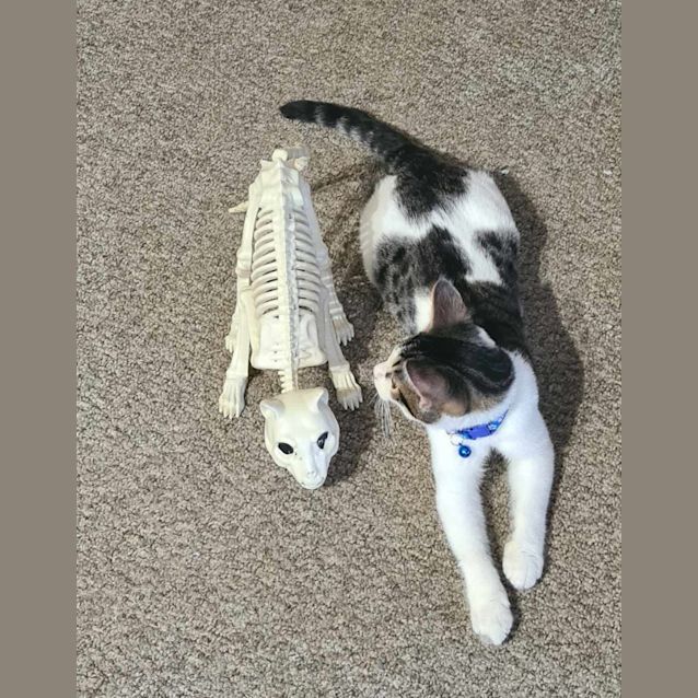 Photo of Jax