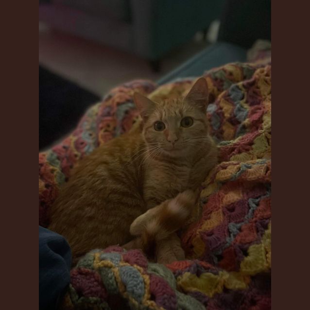 Photo of Goldie