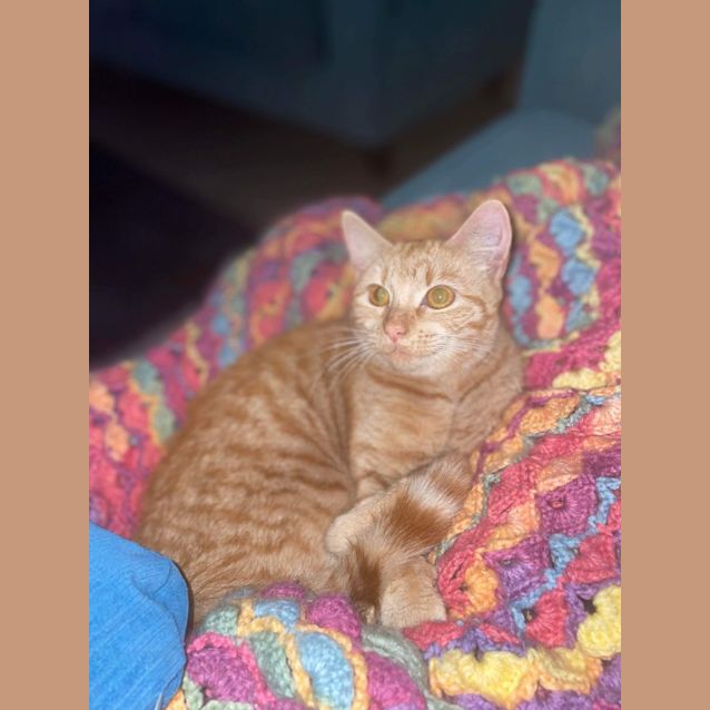 Photo of Goldie