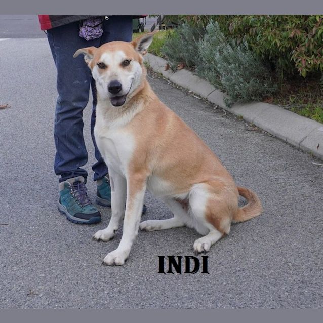Photo of Indi