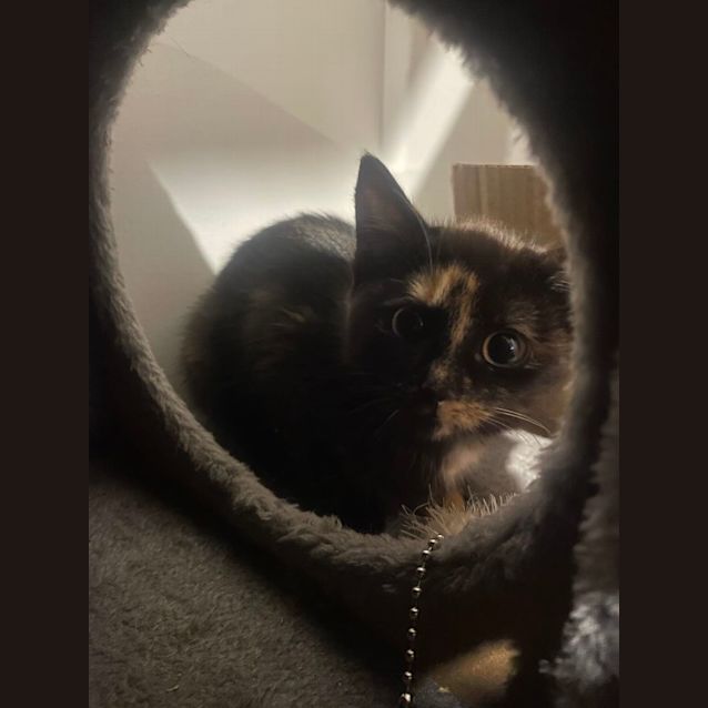 Photo of Mocha