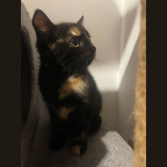 Photo of Mocha